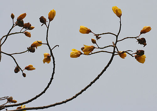 Cochlospermum religiosum